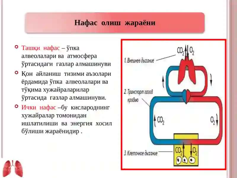 Ташқи нафас фаолиятини текшириш усуллари 3