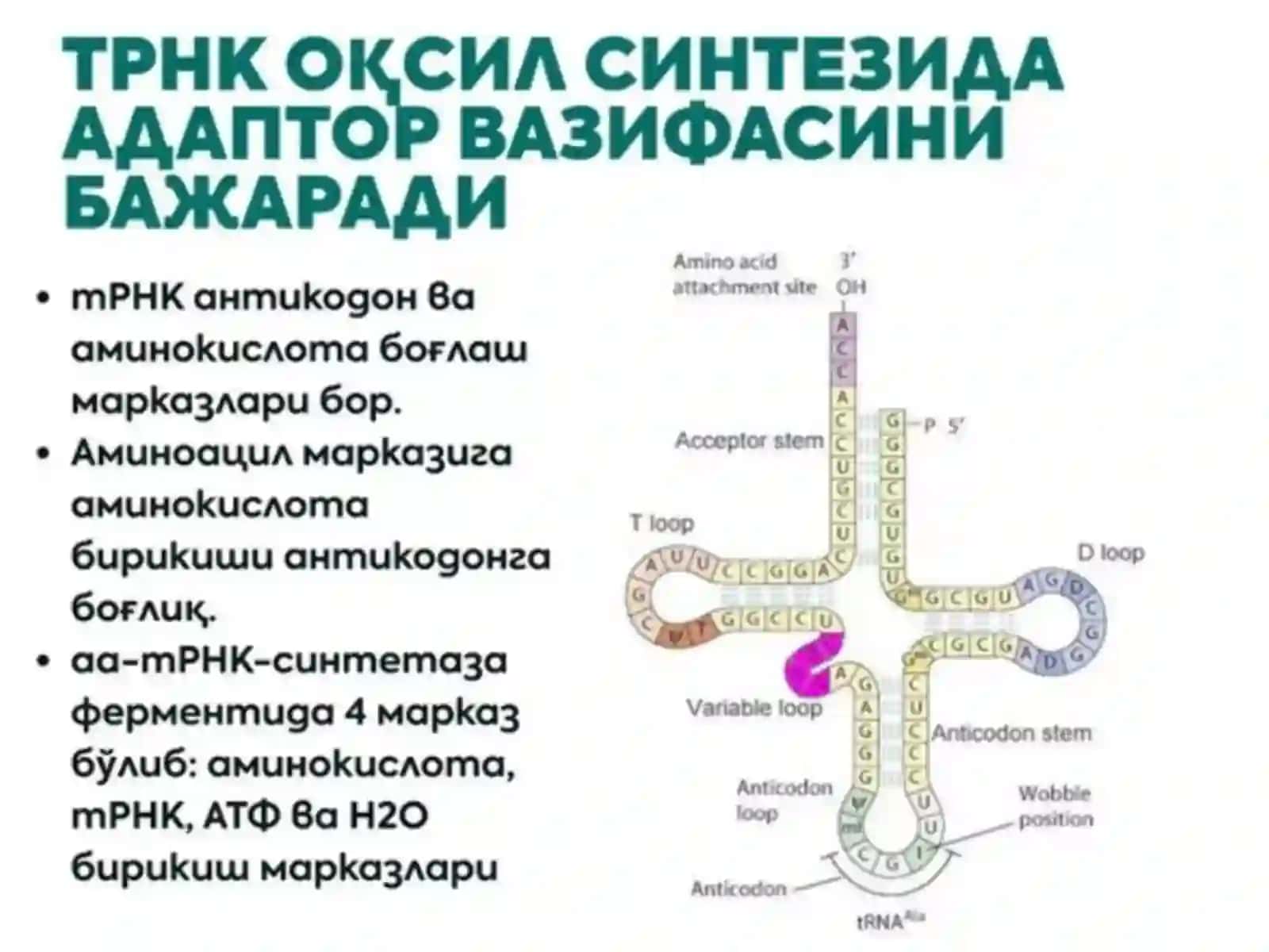 MOLEKULYAR BIOLOGIYA GENETIK KOD 3