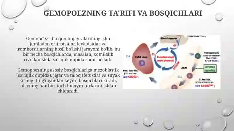 Gemotsitopoez va uning bosqichlari 3