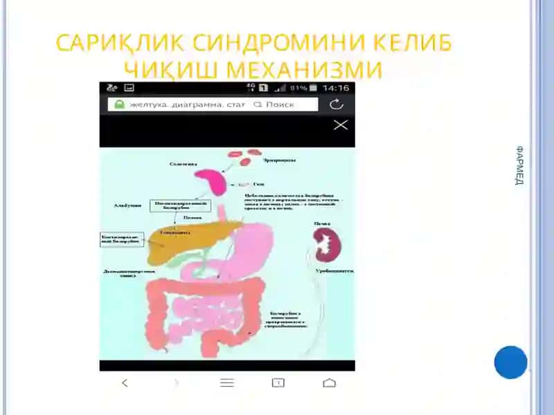 Сурункали гепатит касаллиги эпидемиологияси 3