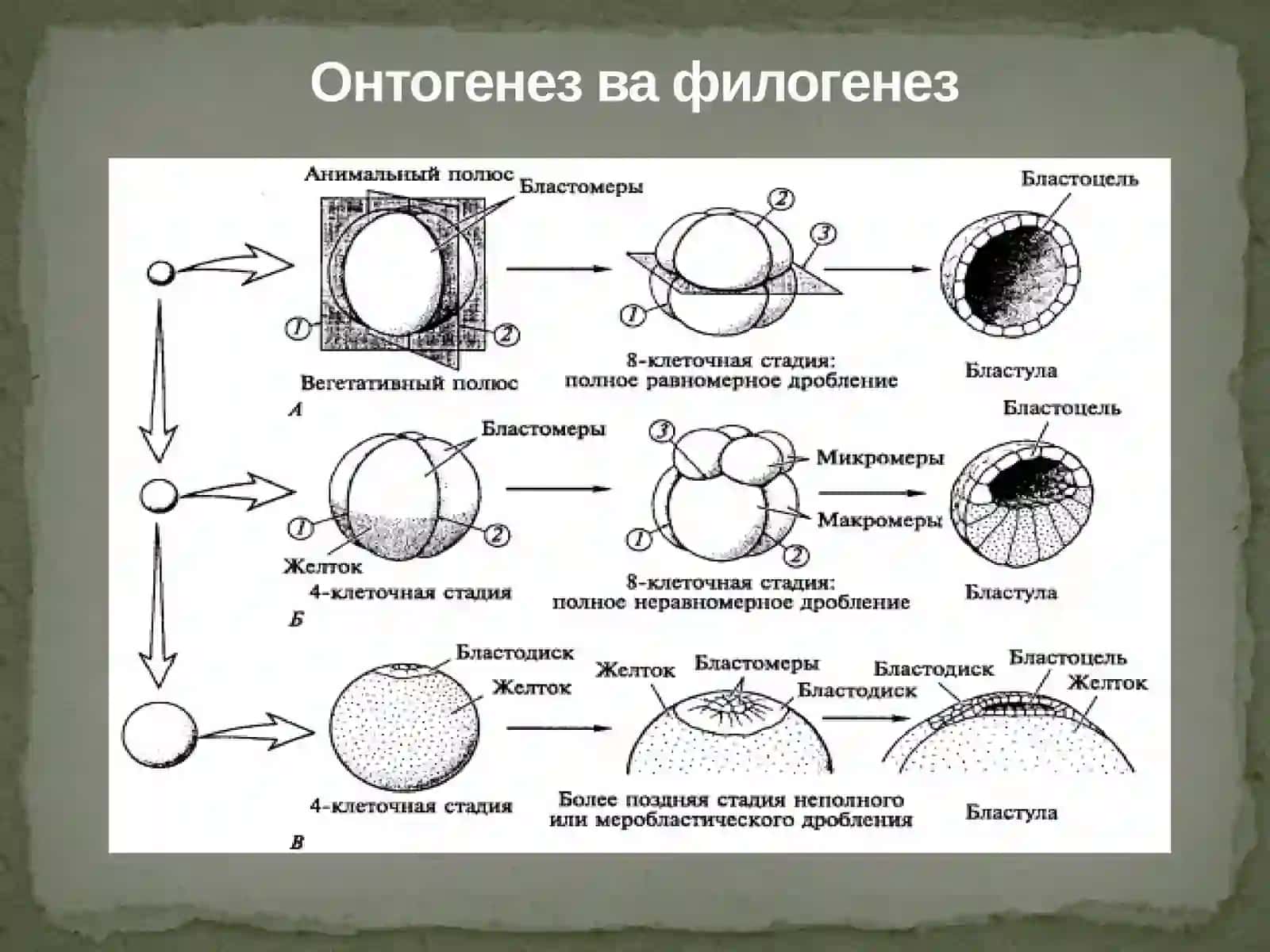 Porifera типи – Ғовактанлилар 3
