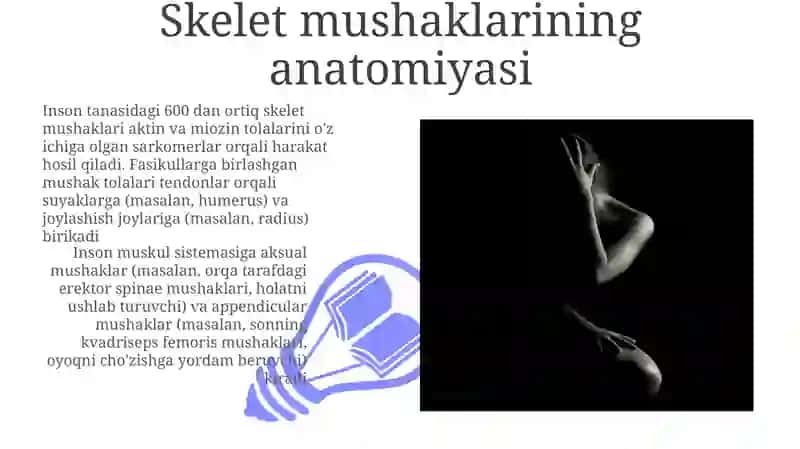 Skelet mushaklarining anatomiyasi 3