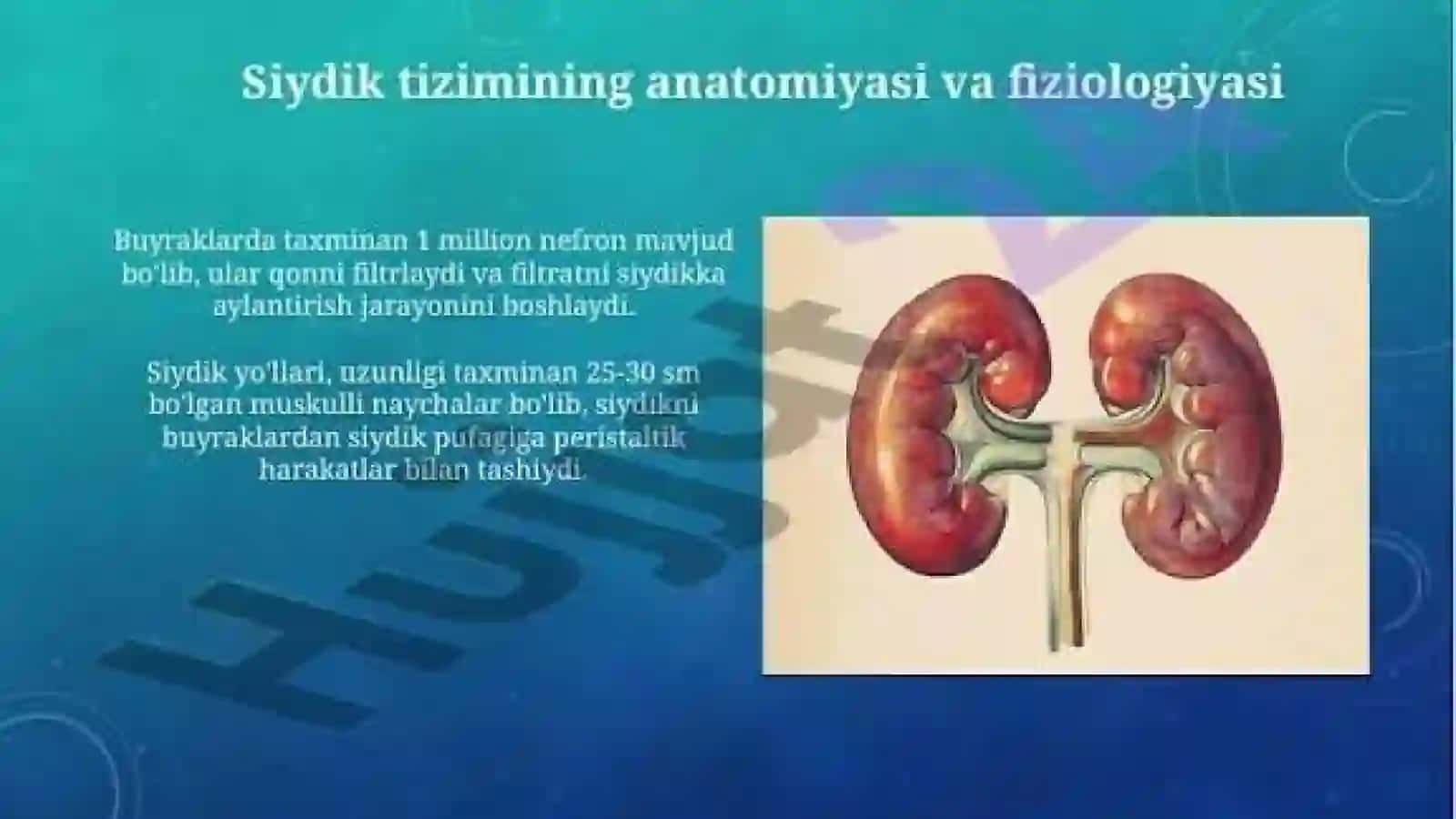 Siydik ayirish azolarining kasalliklari 3