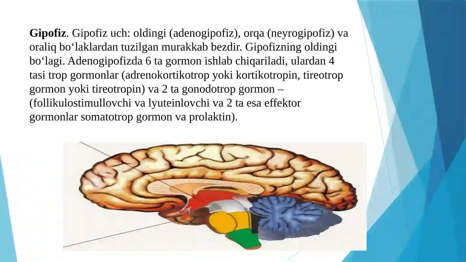 ICHKI SEKRETSIYA BEZLARI 3