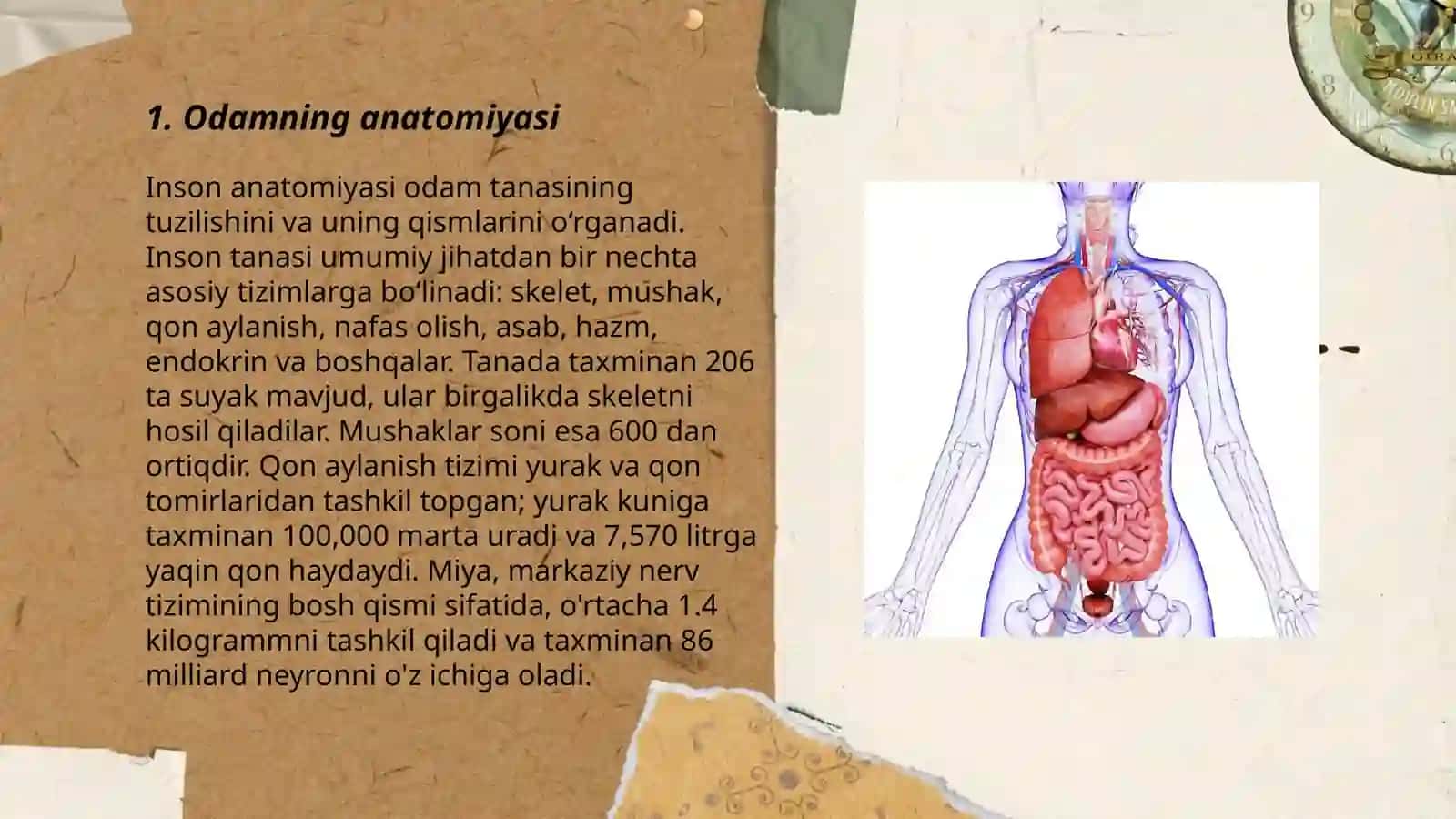 Odam va uning organlari 3