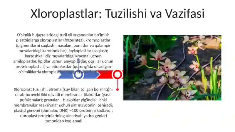 Plastida turlari va uning vazifalari 3