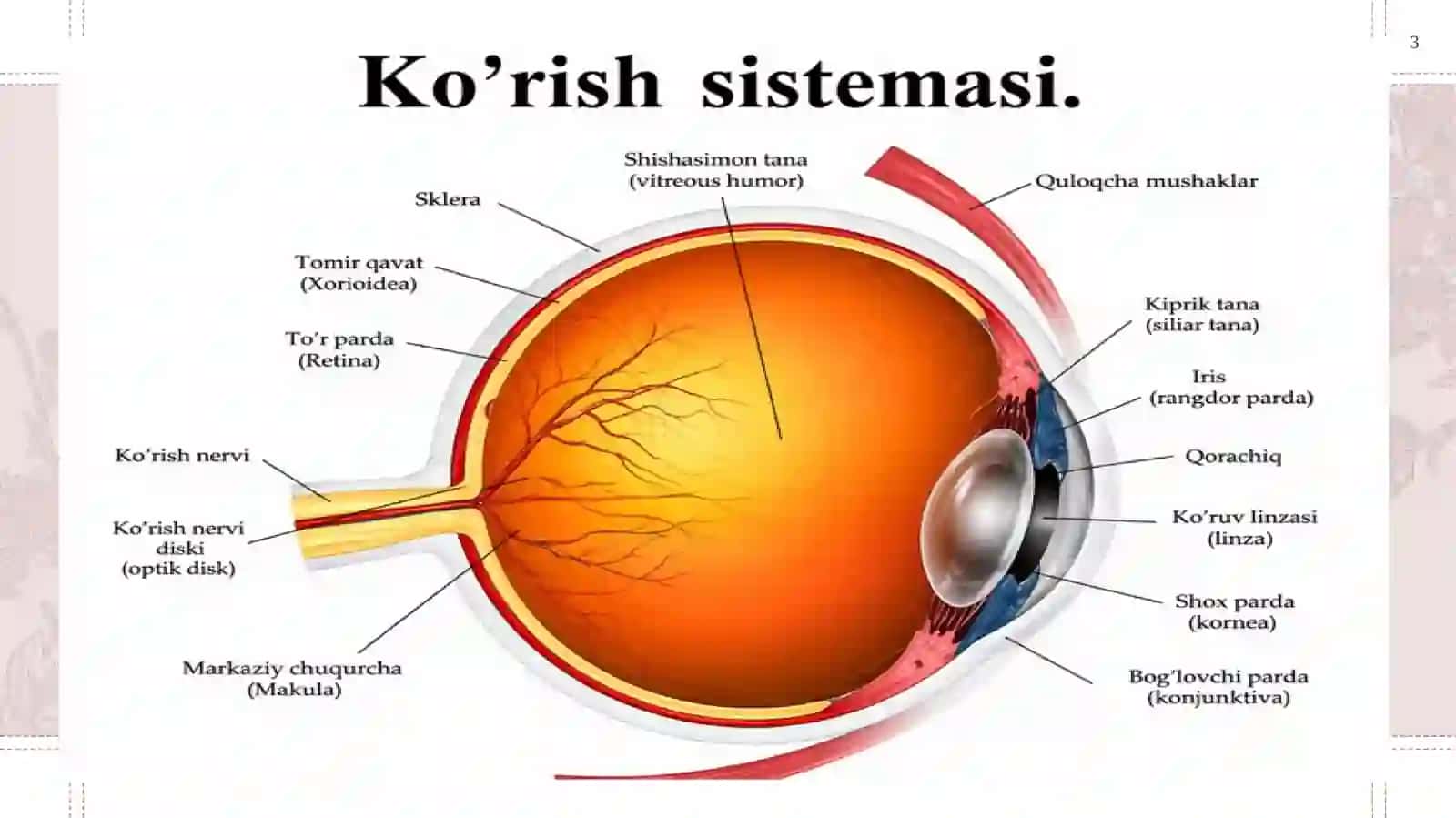 Ko‘ruv sistemasi.Ko‘ruv analizatorining patologiyasi 3
