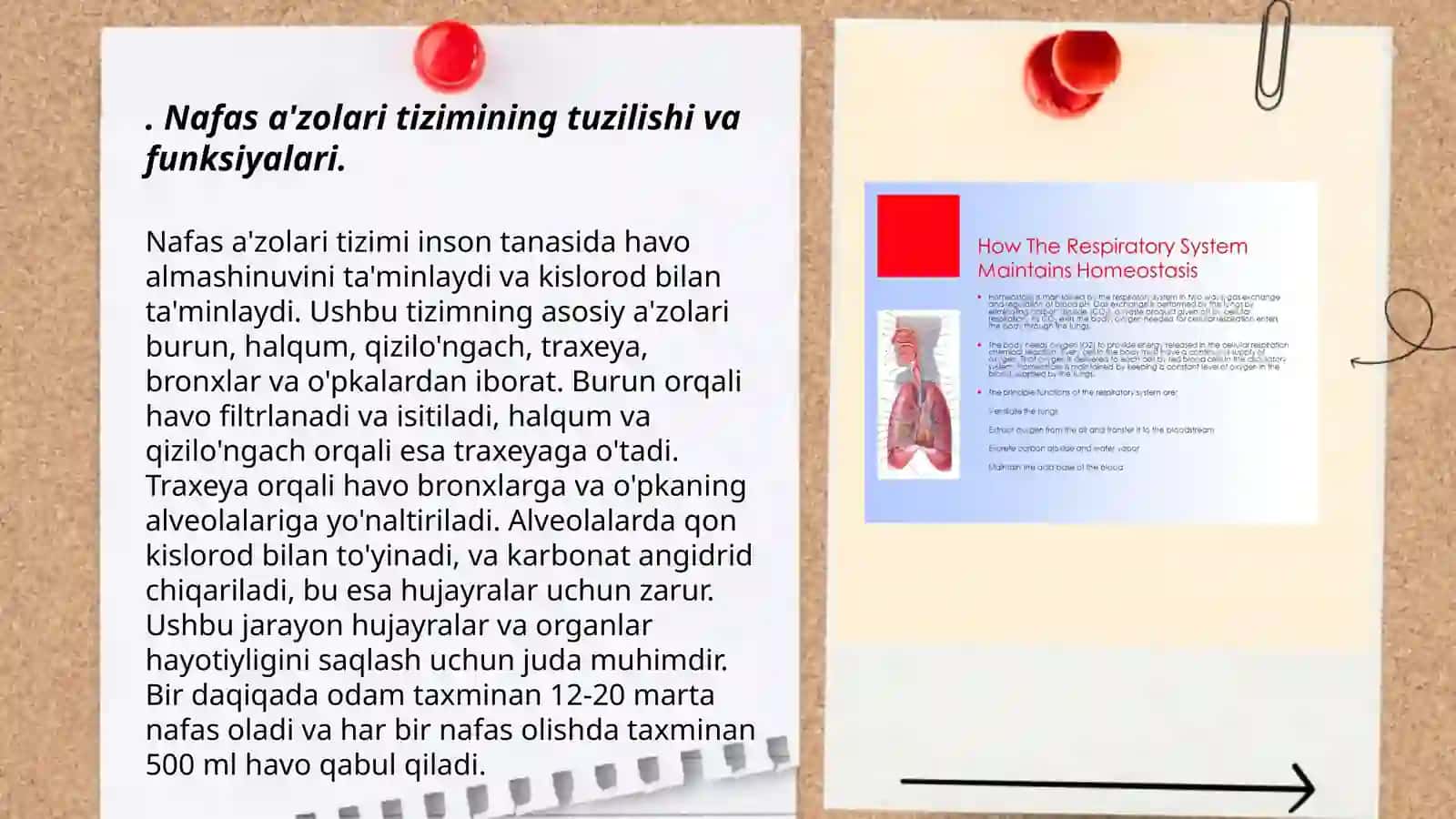 Nafas a'zolari tizimi 3