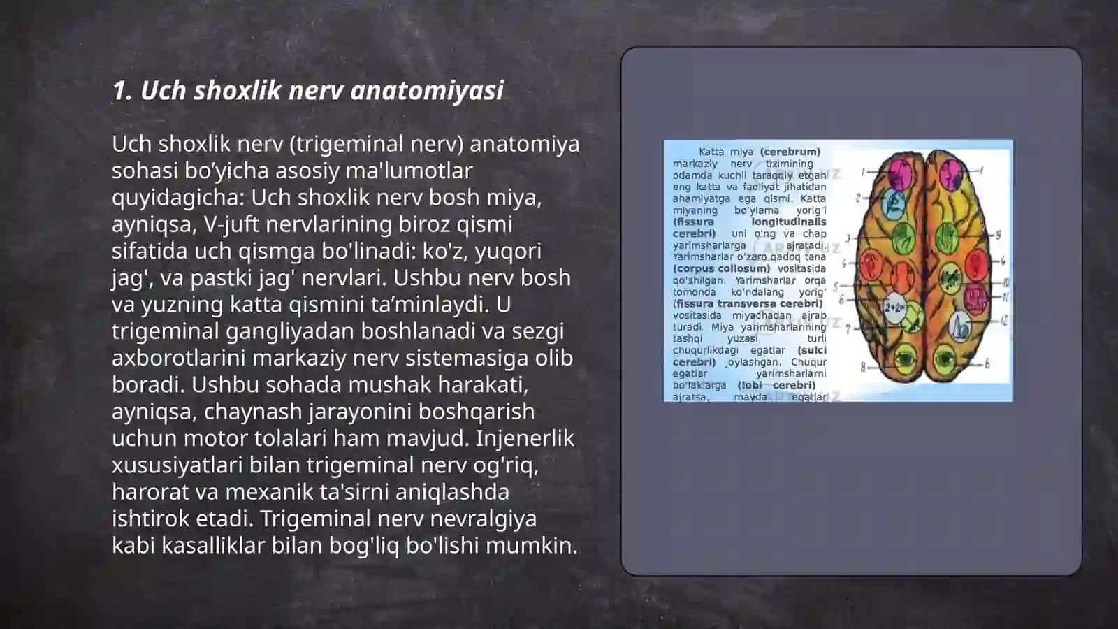 Uch shoxlik nerv anatomiyasi 3