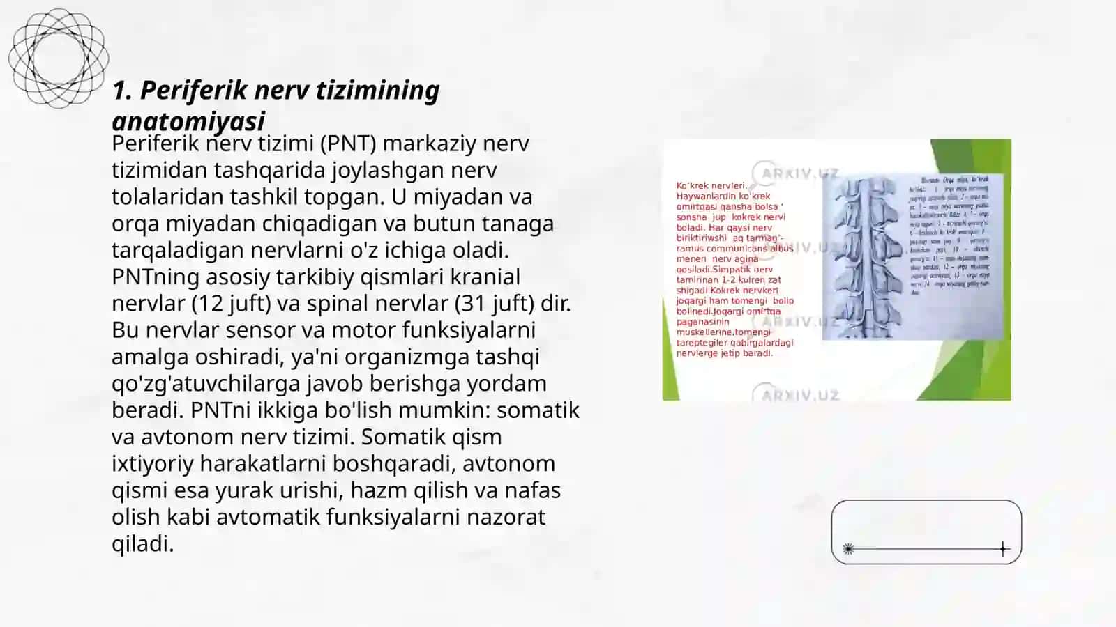 Periferik nerv avtonom nerv sistemasi 3