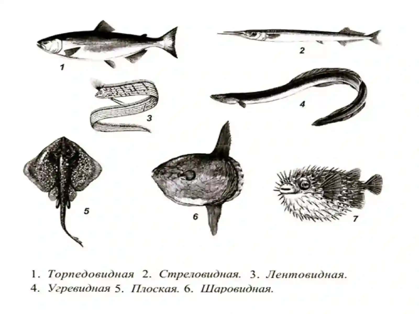 Suyaklibaliqlar sinfi, umumiy tavsiyalar 3