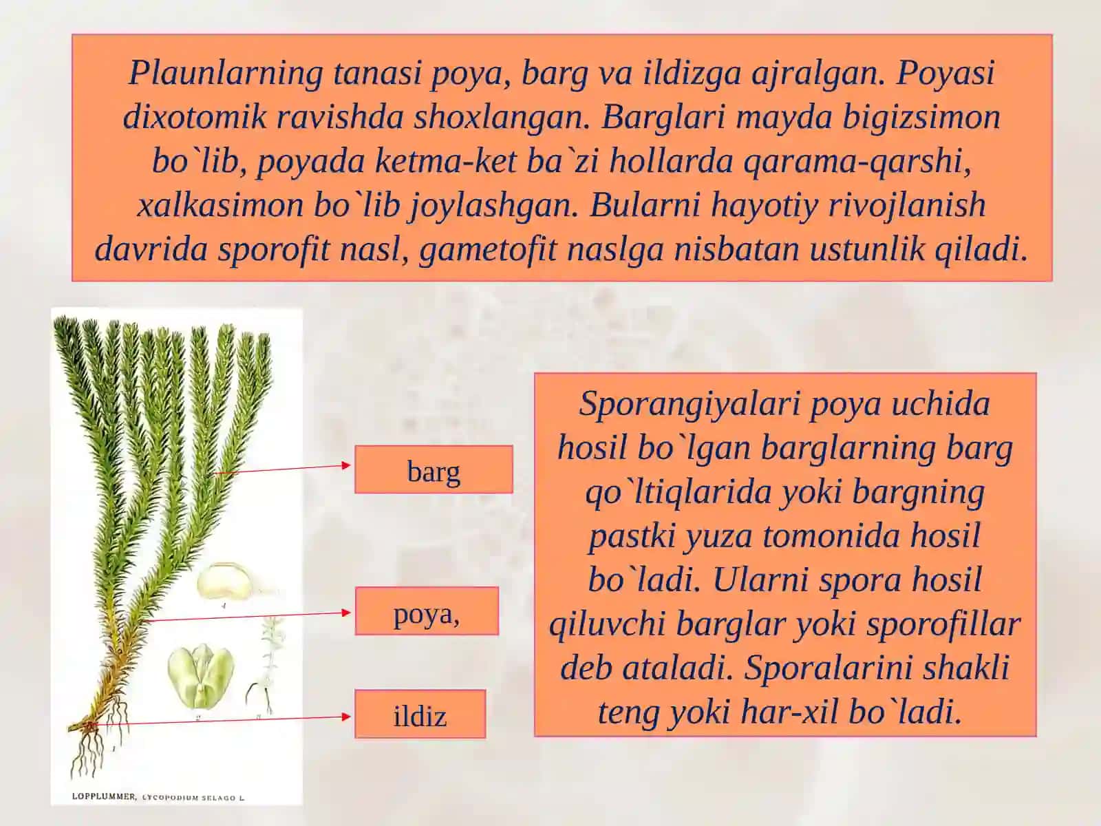 Plauntoifalarbo`limi-lycopodiophyta 3