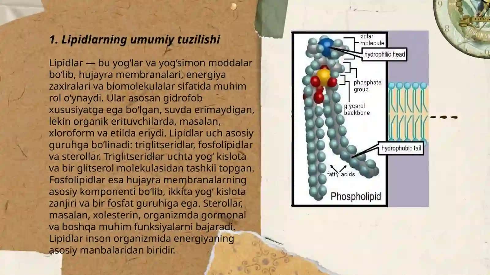 Lipidlar 3