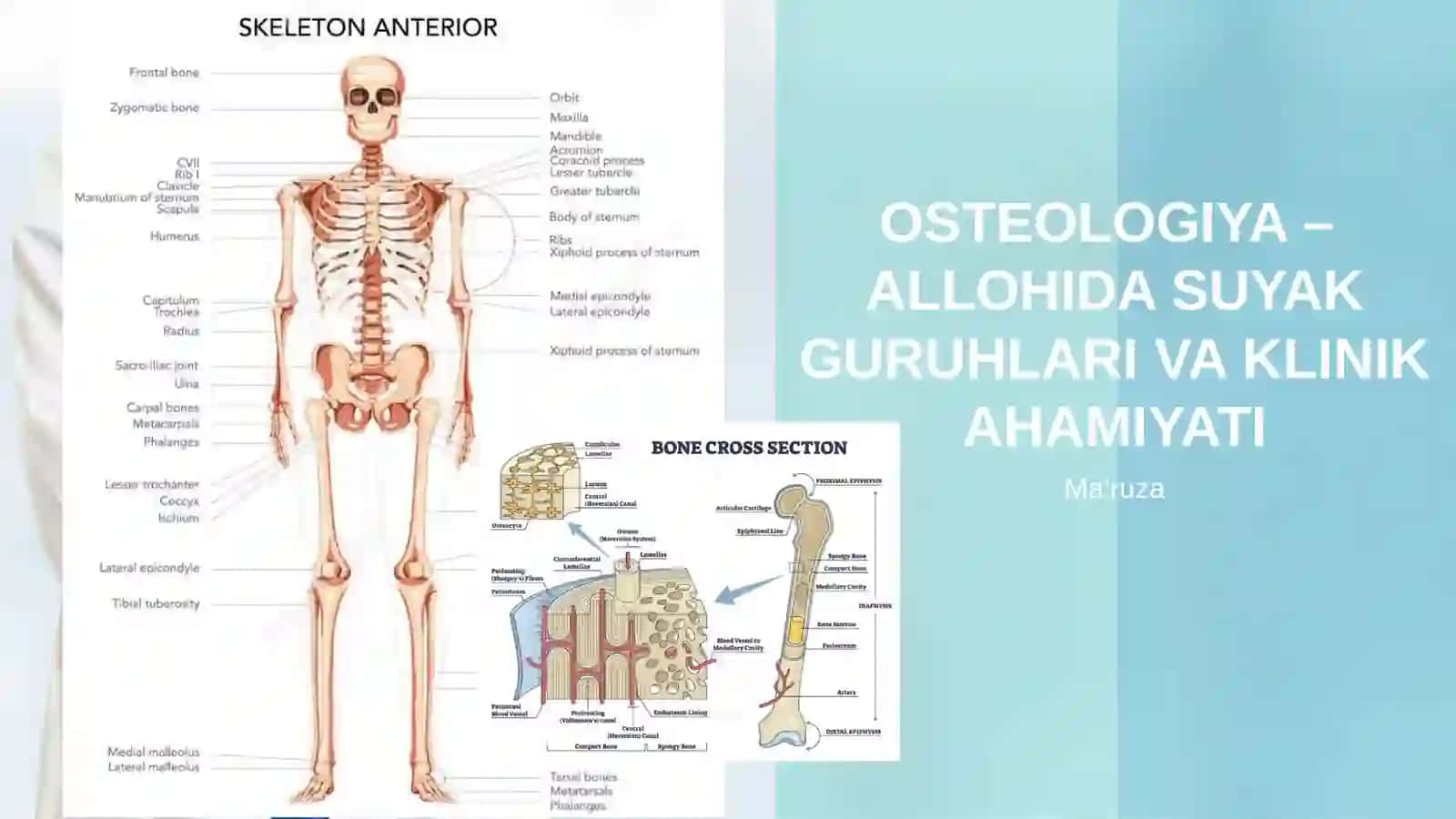OSTEOLOGIYA - SUYAKLAR HAQIDA TA'LIMOT 3