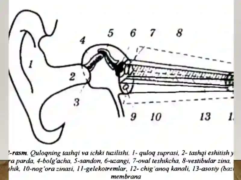 Eshitish biofizika elementlari, ultratovush va uning stomatologiyada qo'llanilishi 3
