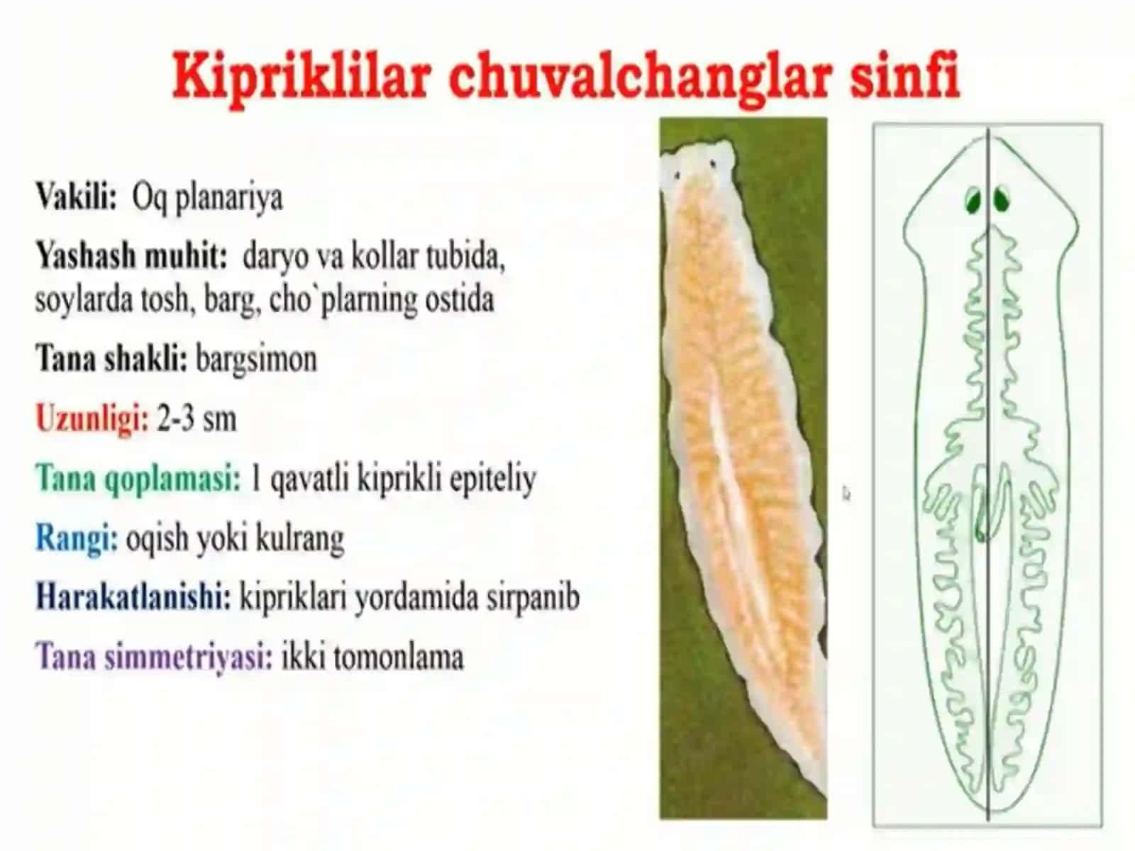 Yassi va to’garak chuvalchanglar tipi 3