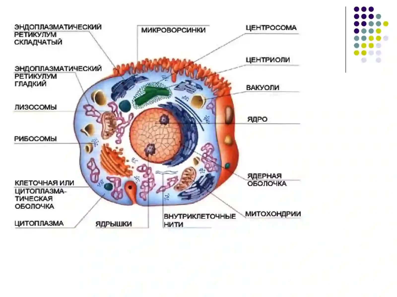 ЛекцияШИКАСТЛАНИШ ПАТОФИЗИОЛОГИЯСИ 3