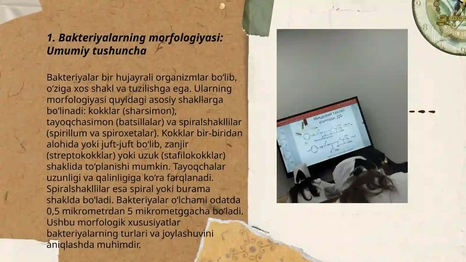 Bakteriyalarning morfologiyasi 3