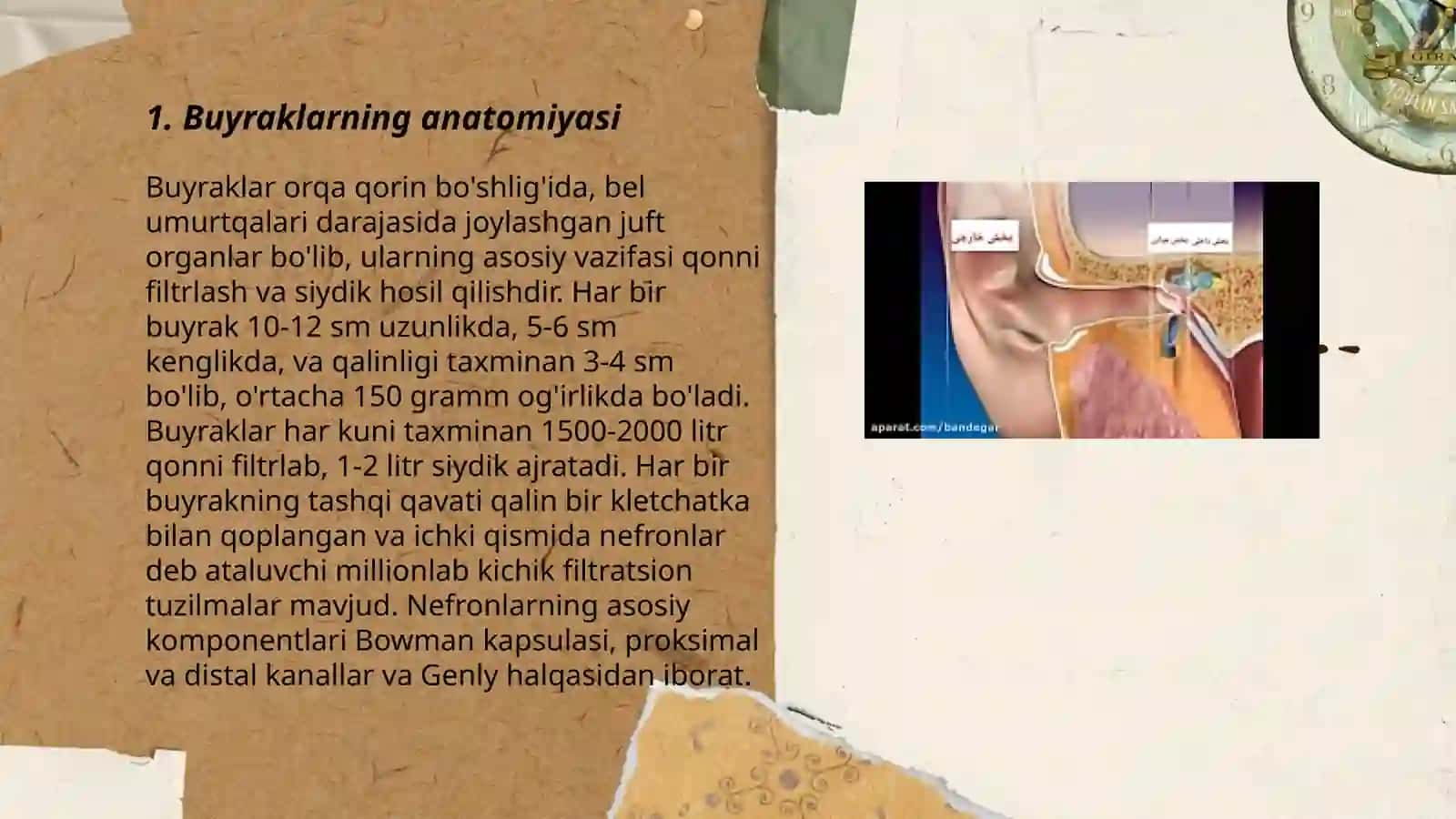 Buyraklarning tuzulishi 3