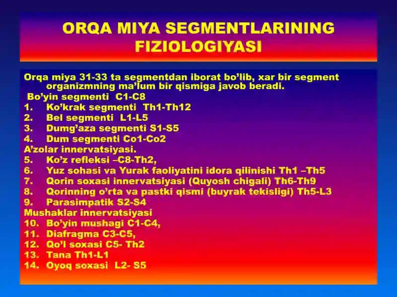 Markaziy nerv tizimining fiziologiyasi 3