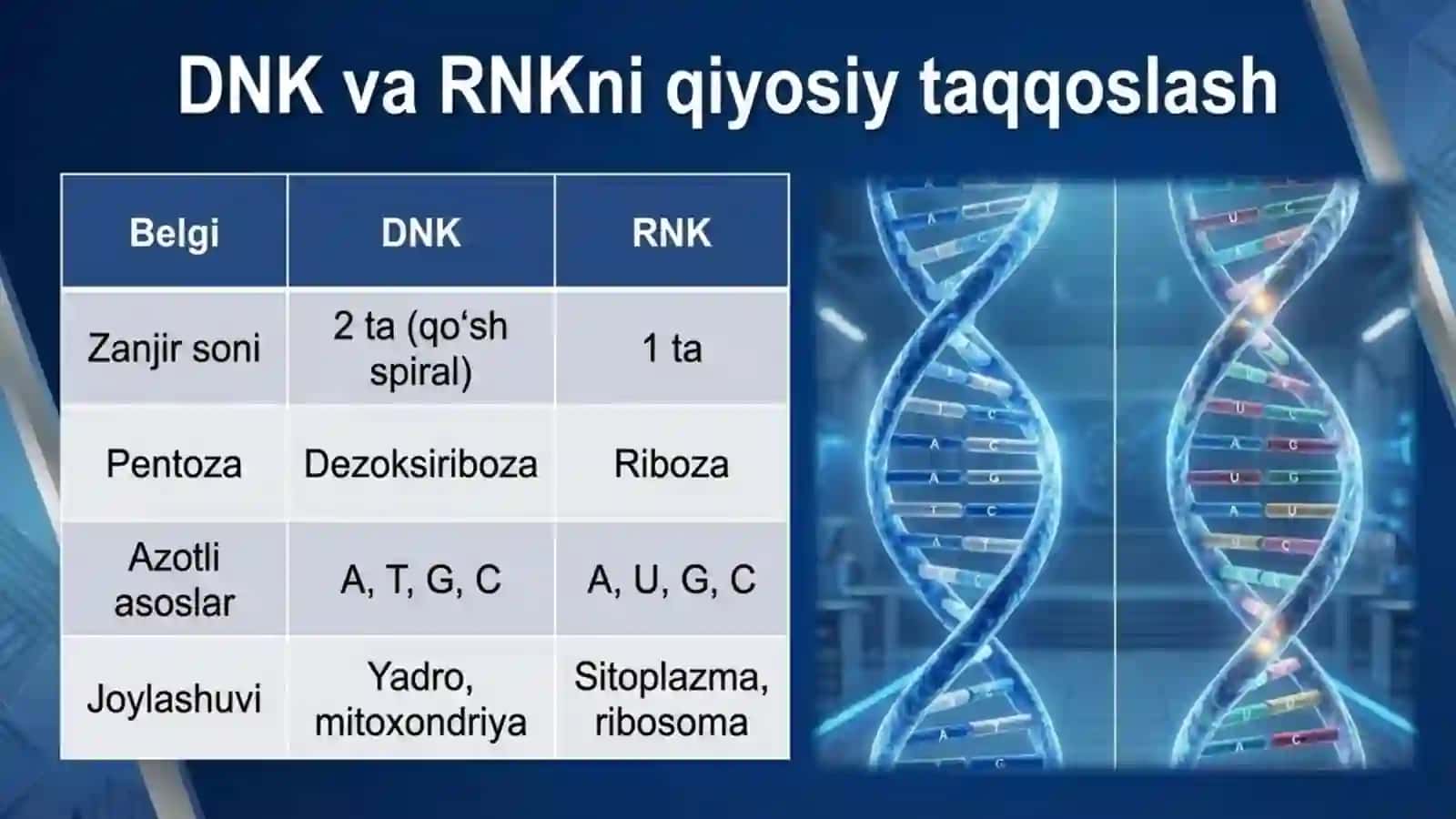 DNK va RNK tuzilishiga doir masalalar yechish 3