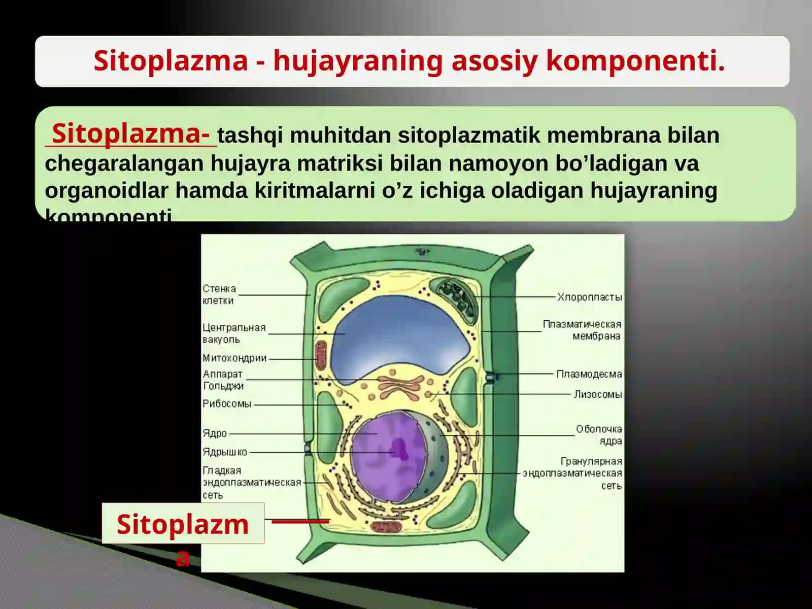 Sitoplazma va organoidlar 3