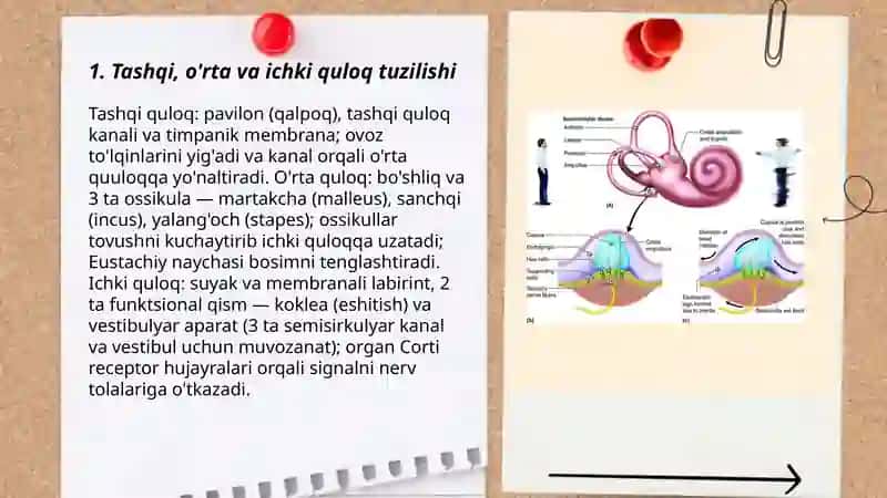 Mamadiyorova Masturaning gistalogiya, sitologiya va embriologiya fanidan mustaqil ishi 3