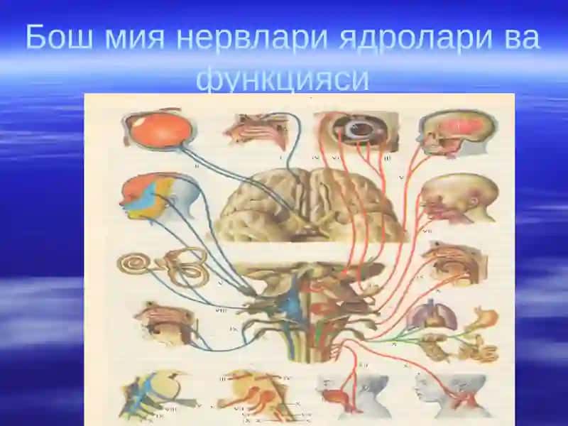 Нервлар классификацияси 3