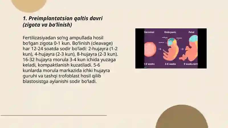 Odam embriogenezining qaltis davrlari 3