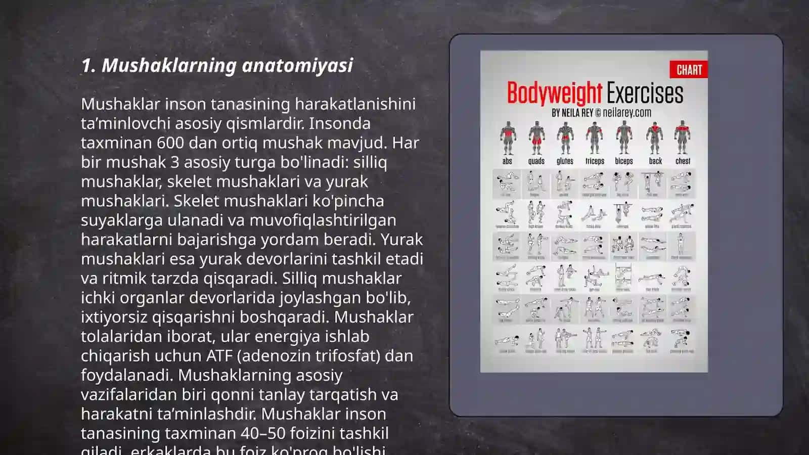 Mushaklarning ishi va biomexanikasi. Lesgaft mushaklar to'g'risida ta'limoti 3