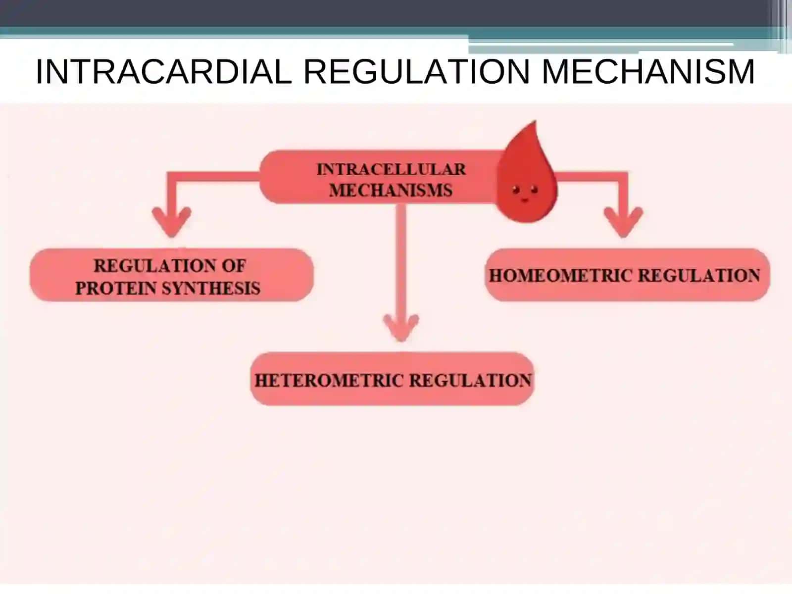 REGULATION OF CARDIAC ACTIVITY 3