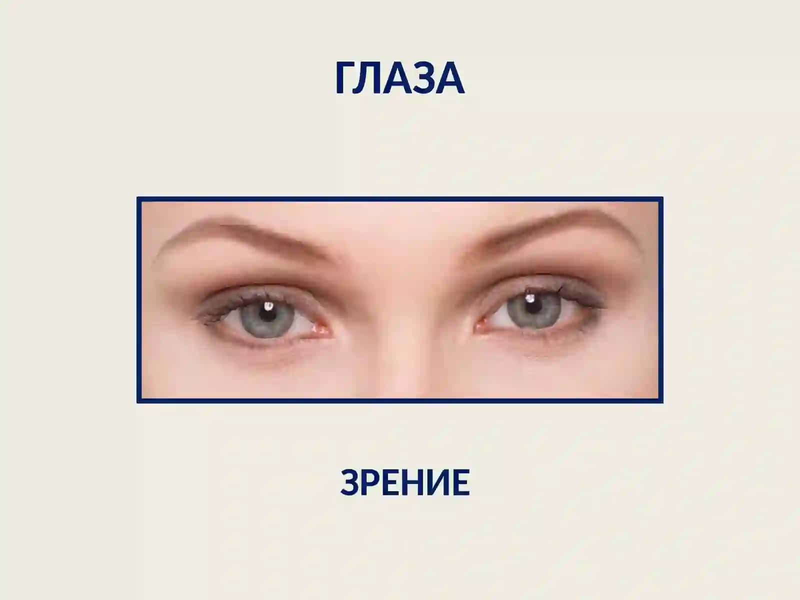 Органы чувств человека 3