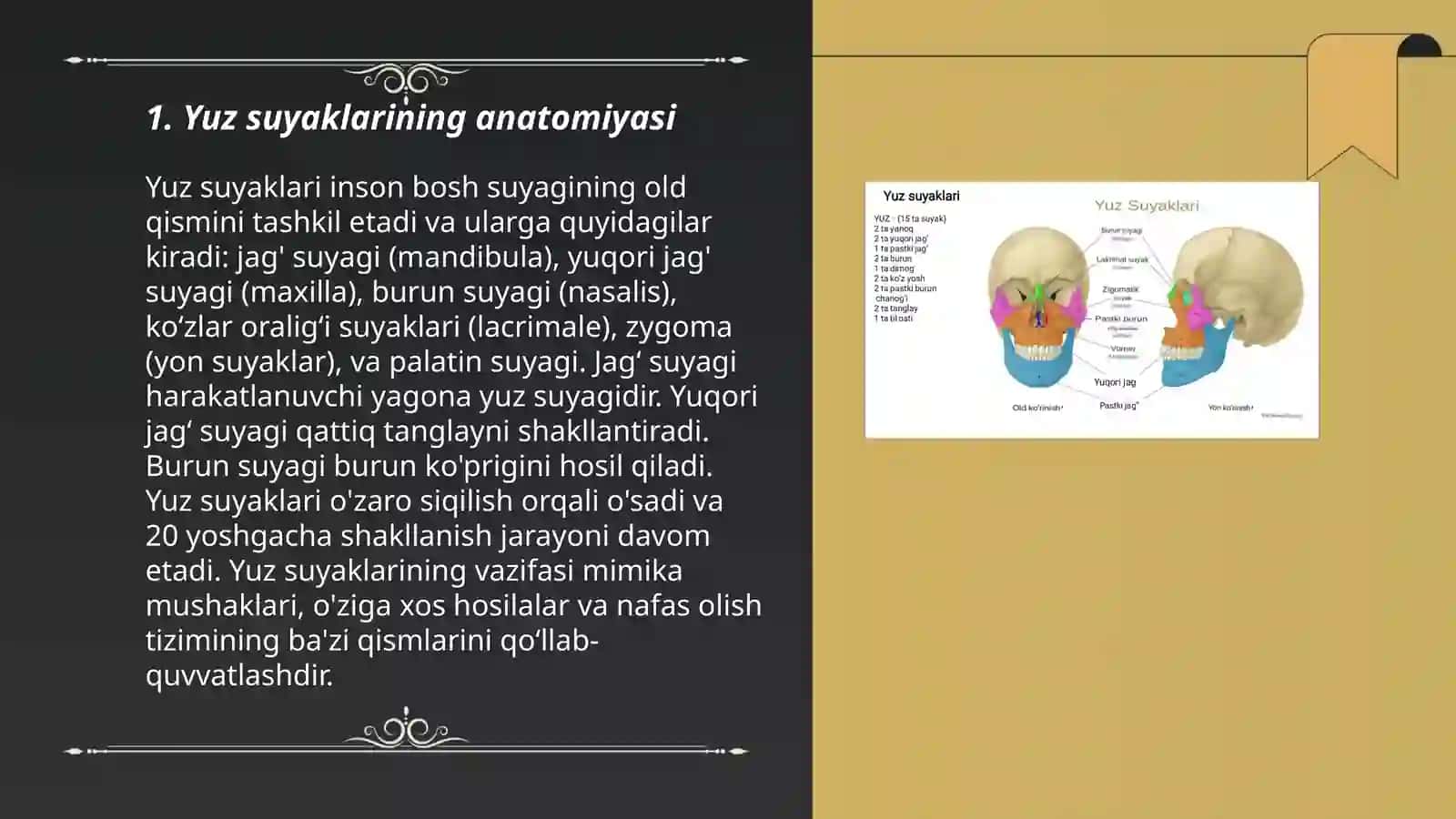 Yuz suyaklari 3