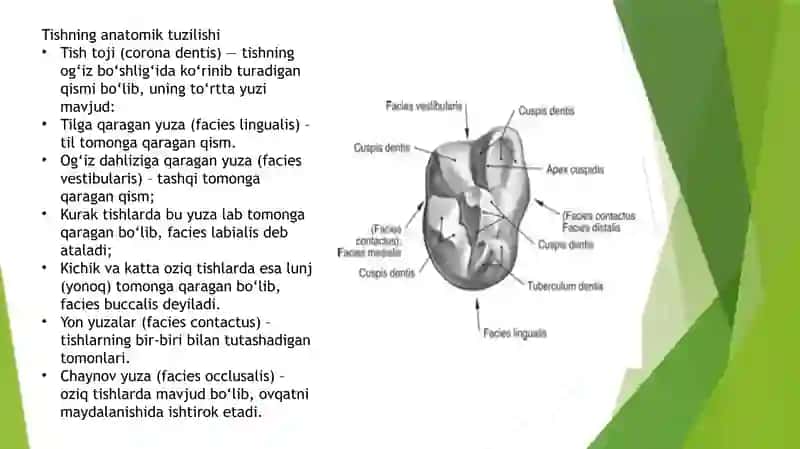 Tishlarning xususiy anatomiyasi 3