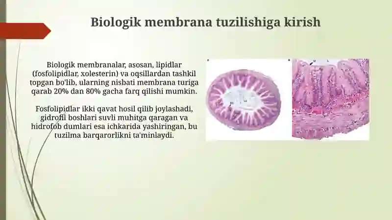 Biologik membrana tuzilishi 3