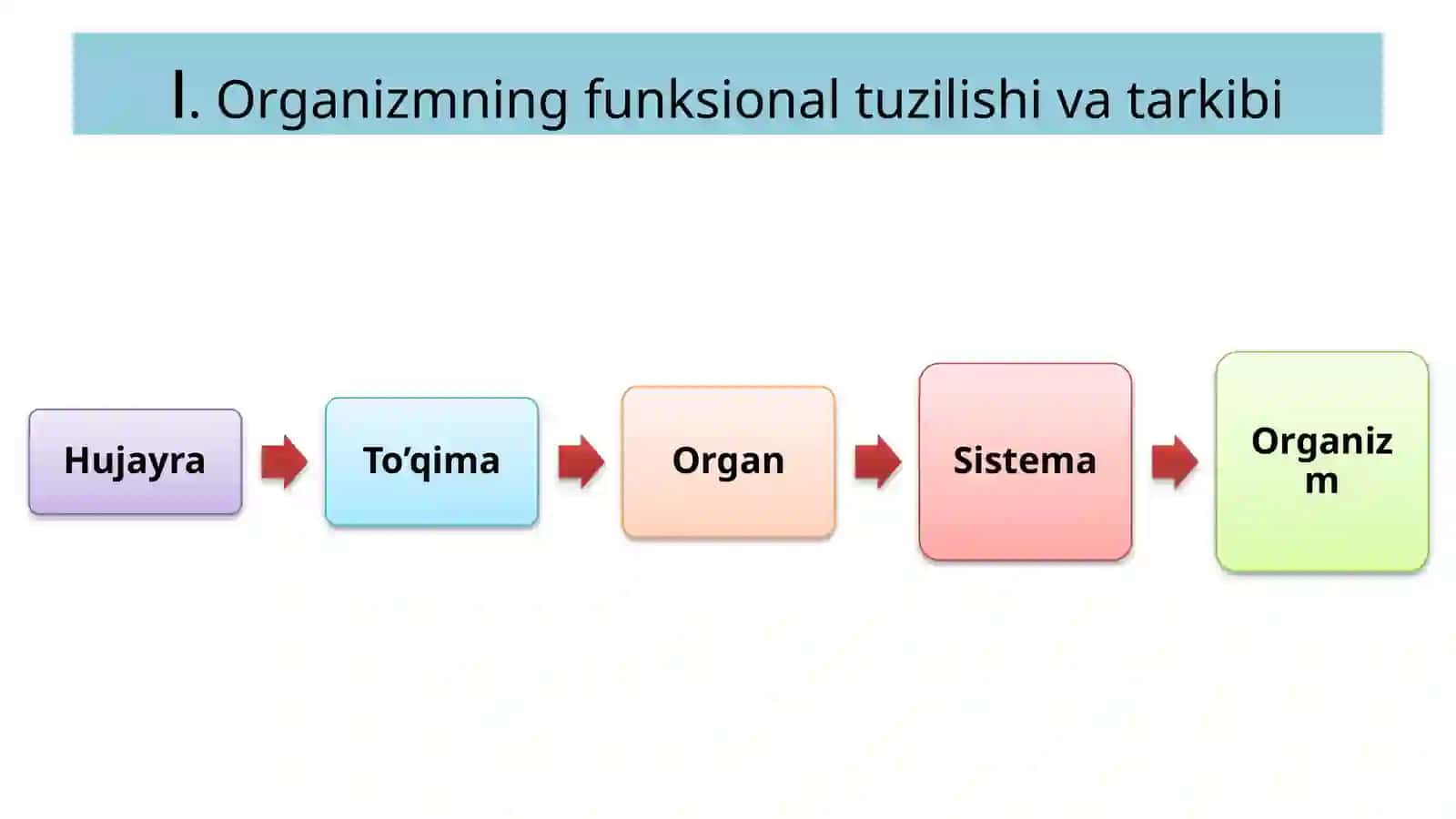 Fiziologiya 3