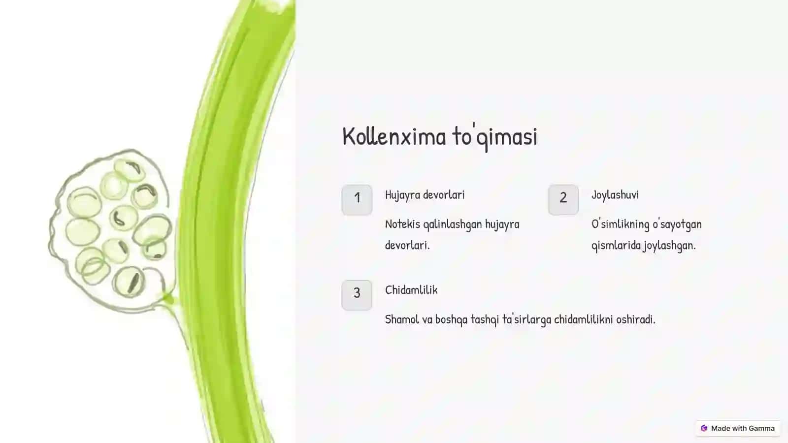 Mexanik to'qimalar: O'simliklar tayanchi 3