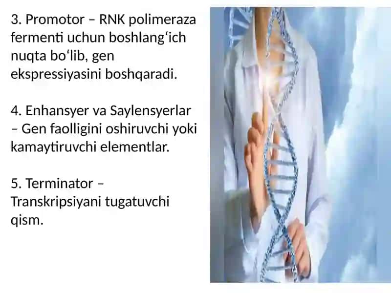 Insonda gen tuzilishi va vazifalari.Monogen kasalliklar.Aminokislatalar va uglevodlar almashinuvi buzilishi bilan kechuvchi kasalliklar 3