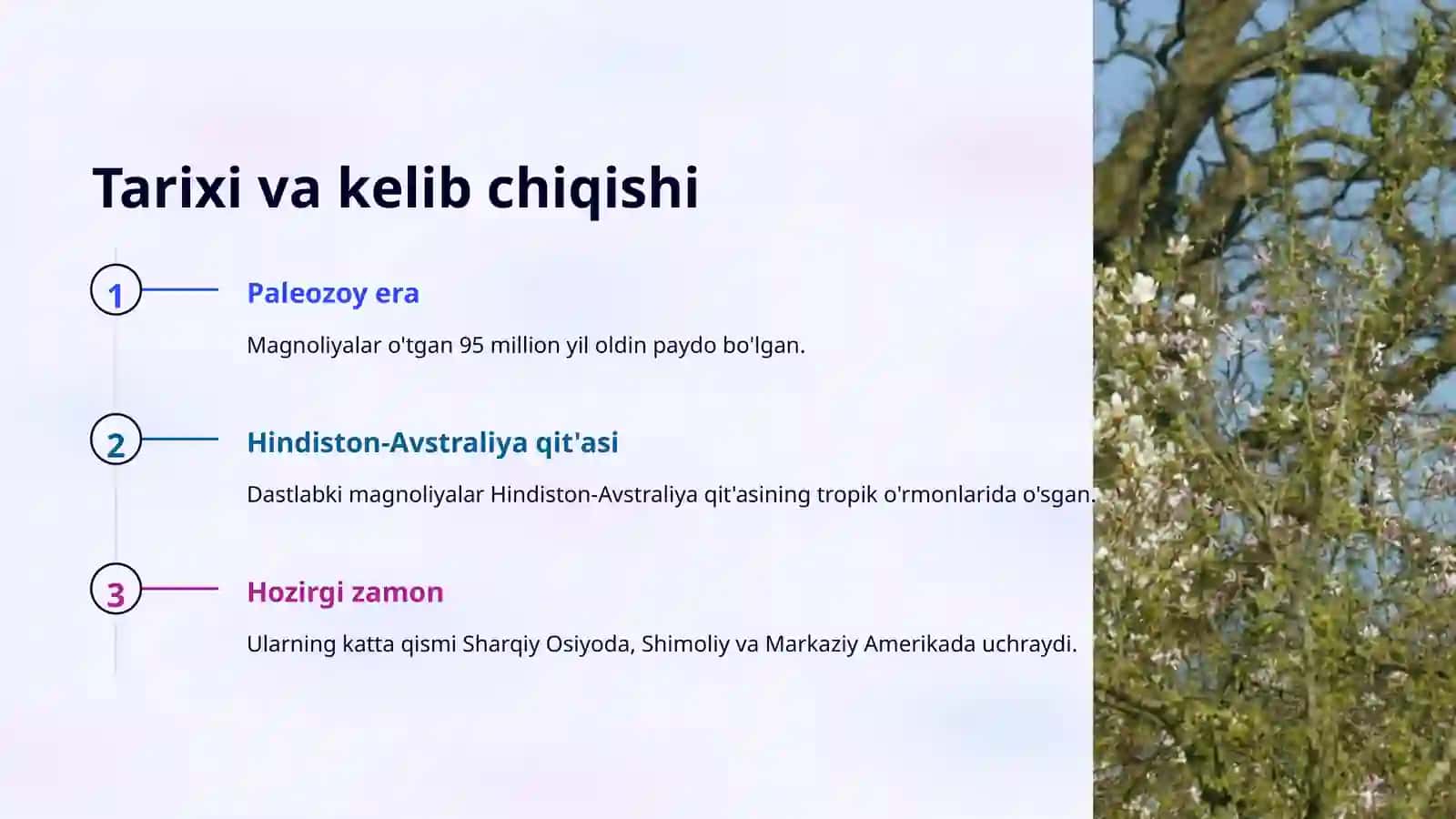 Magnoliya gulilar qabilyasi 3