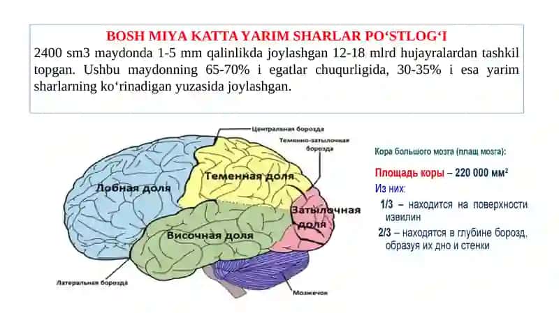 Avtonom nerv tizimi 3