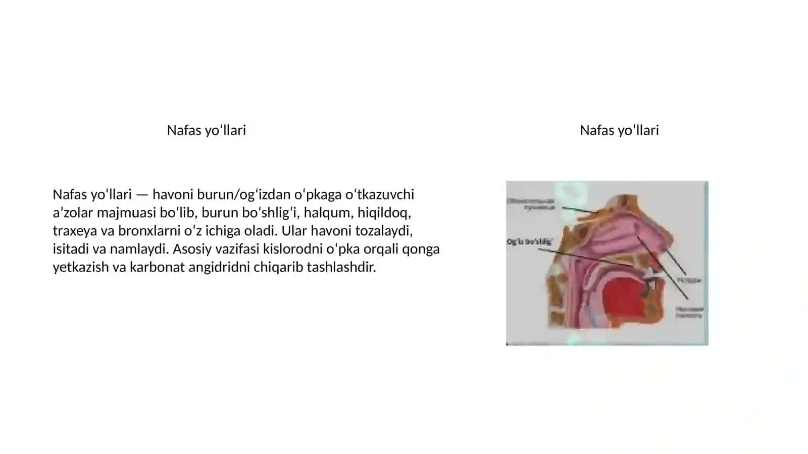 Nafas tizimining yoshga oid xususiyatlari va gigiyenasi 3