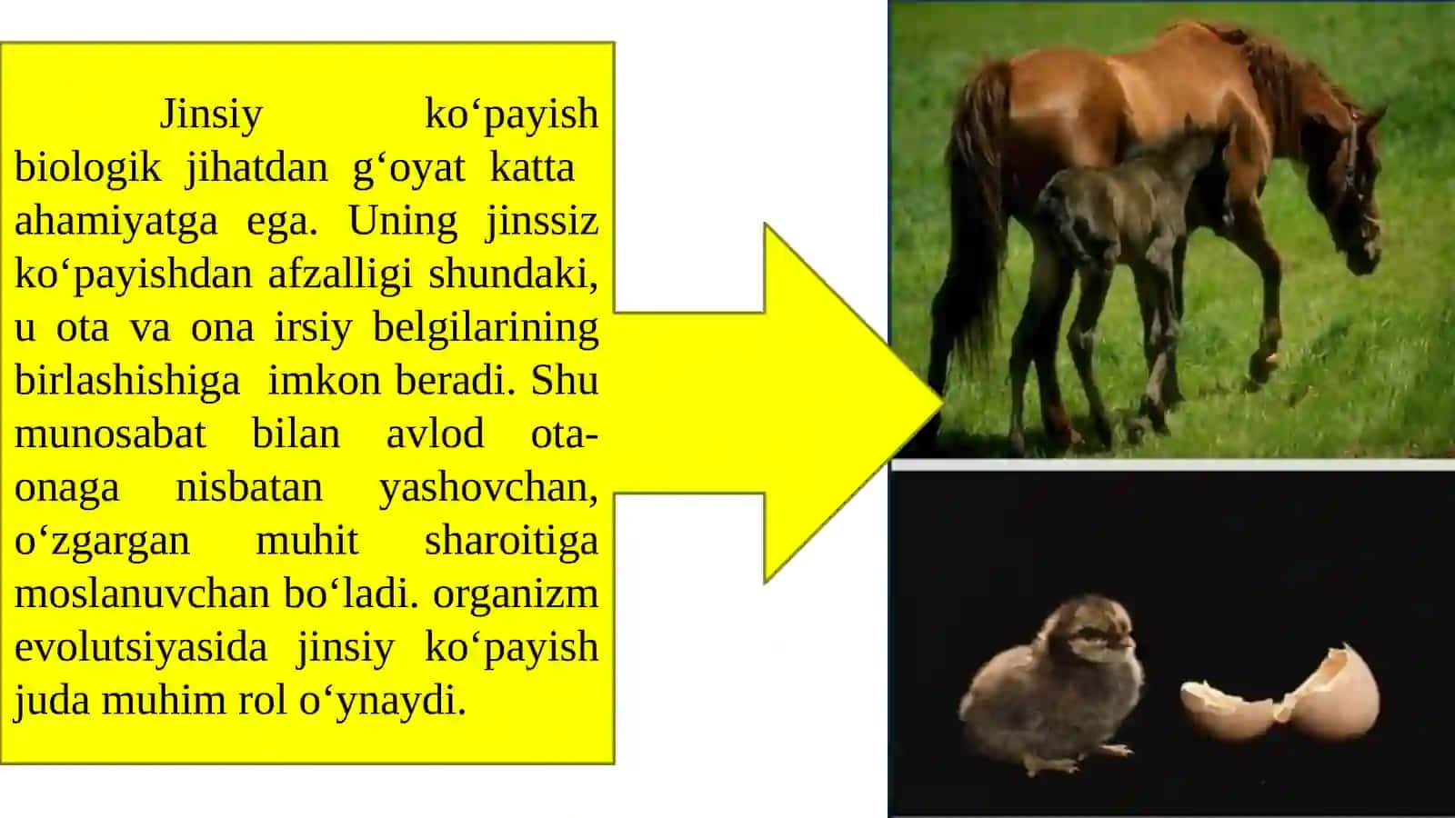 Jinsiyko‘payish 3