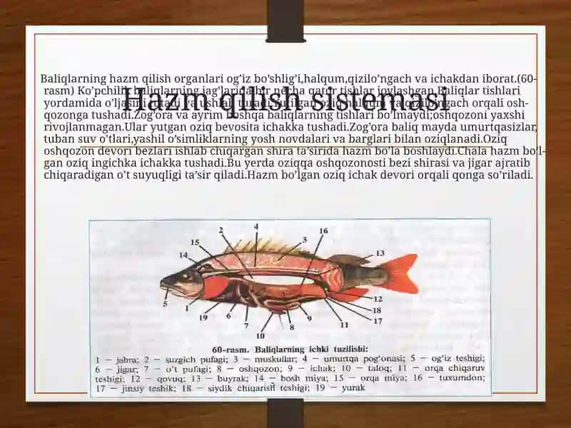 BALIQLAR - Ichki tuzilishi 3
