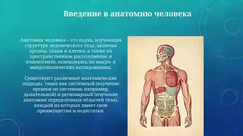 Анатомия человека 3