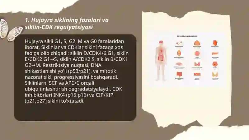 Hujayra sikli va hujayra replikatsiyasi boshqaruvi mexanizmlari 3