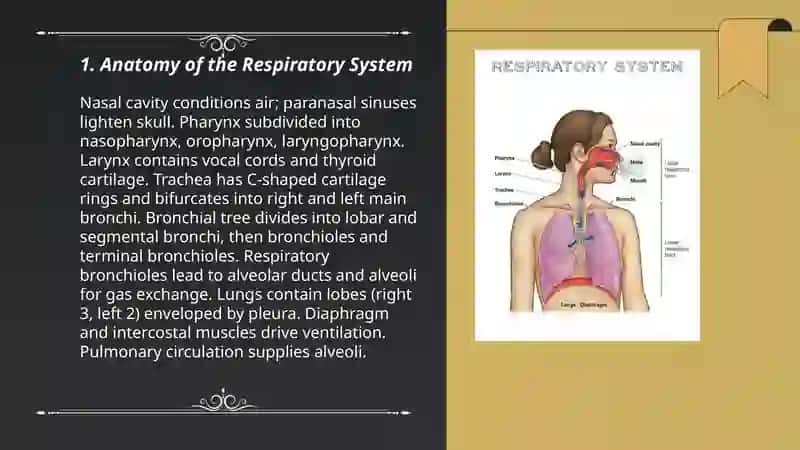 Respirtory system 3