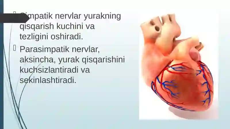 Qonaylanish organlari ishining boshqarilishi 3