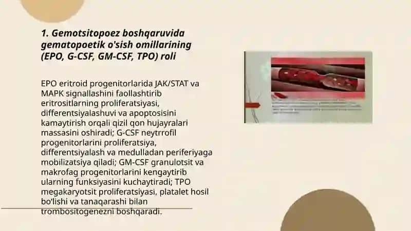 Gemotsitopoez jarayoninig boshqariluvi 3