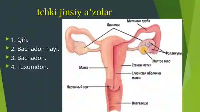 AYOLLAR JINSIY A'ZOLARI ANATOMIYASI 3