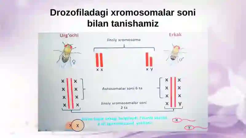 Jinsiy xromosomalar va avlodlar 3
